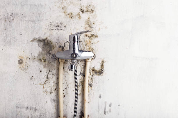 Best Mold Remediation  in Fargo, ND