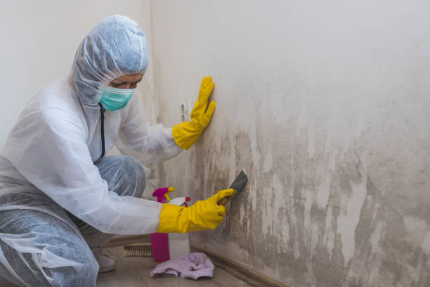 Mold Testing and Removal in Fargo, ND