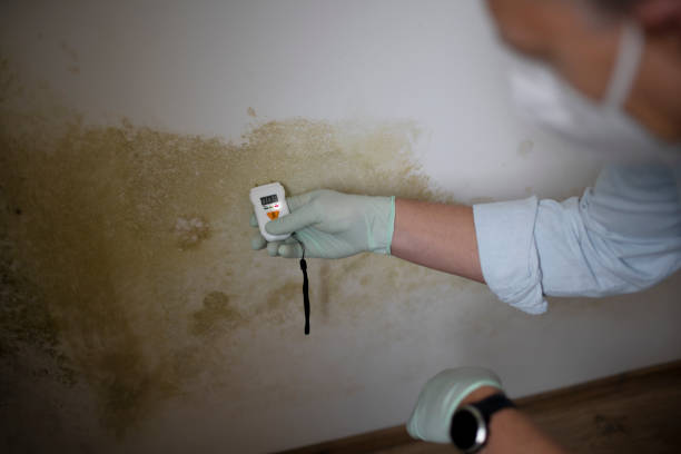  Fargo, ND Mold Removal Pros