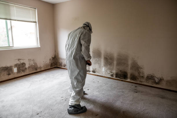 Best Toxic Mold Removal  in Fargo, ND