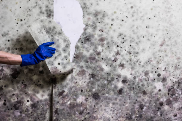 Best Certified Mold Removal  in Fargo, ND
